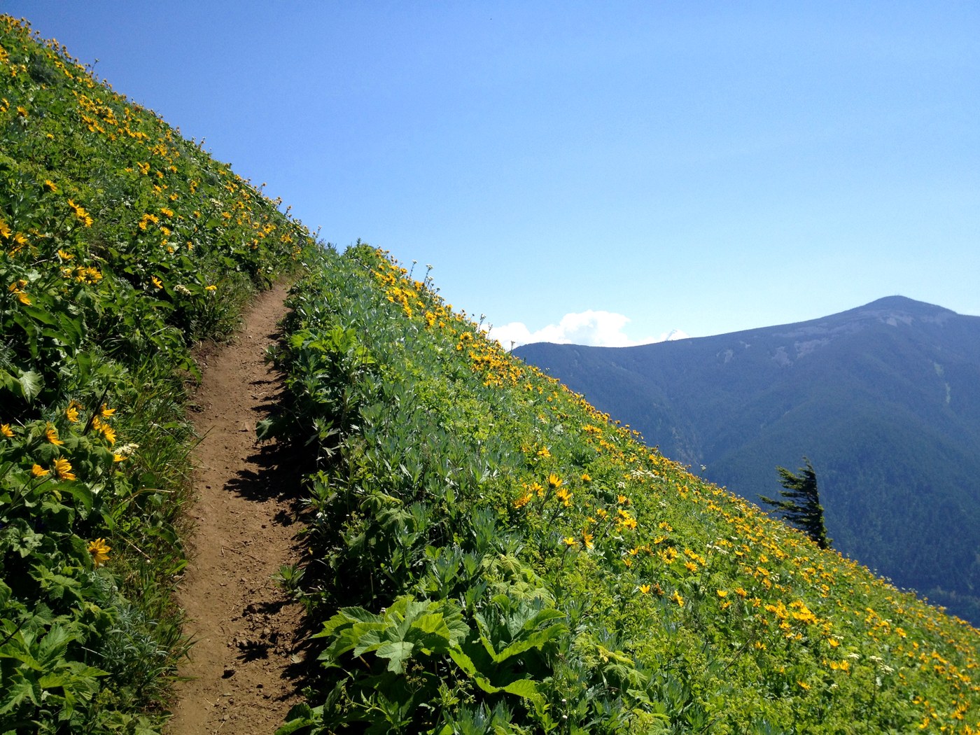 Wildflowers on our way down.