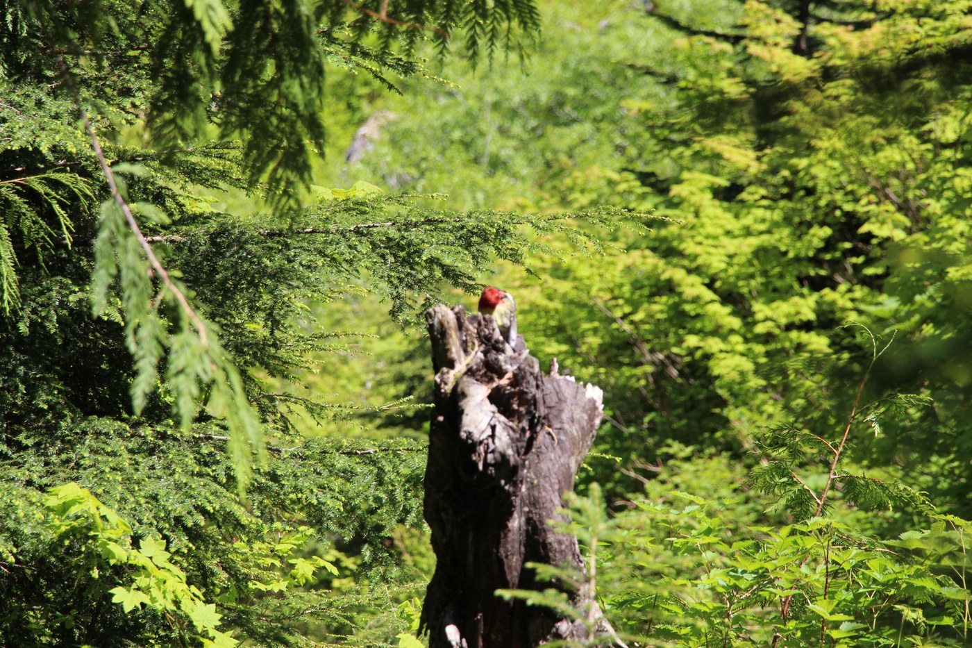 Red-breasted Sapsucker near the top