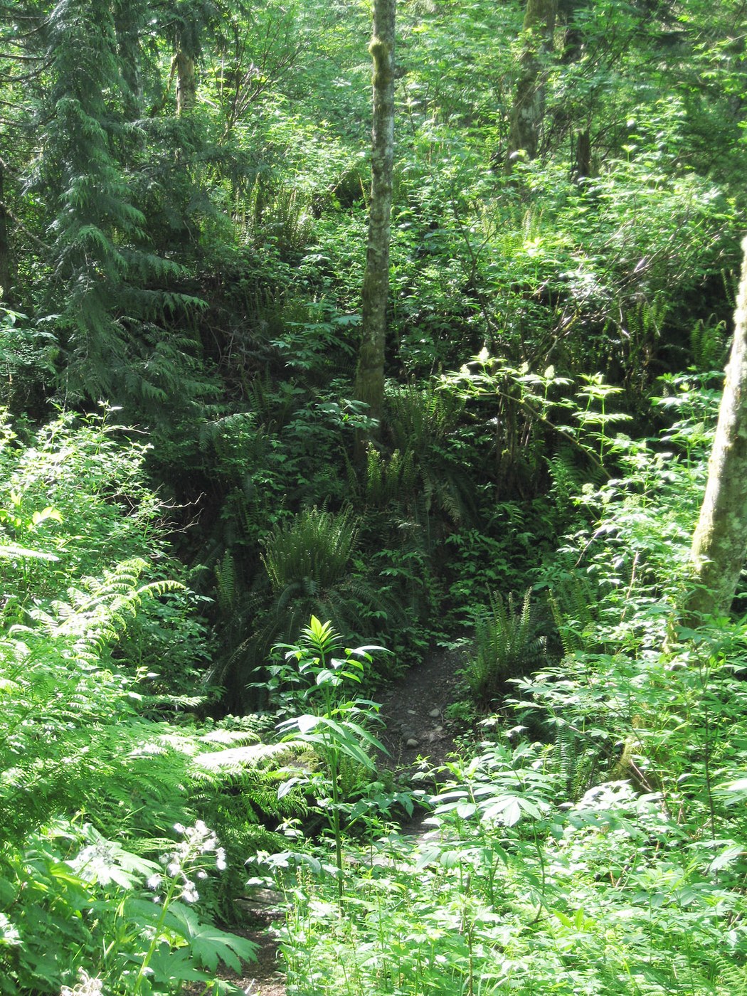 Vigorous growth along the TMT. Photo by Quantum Guru.