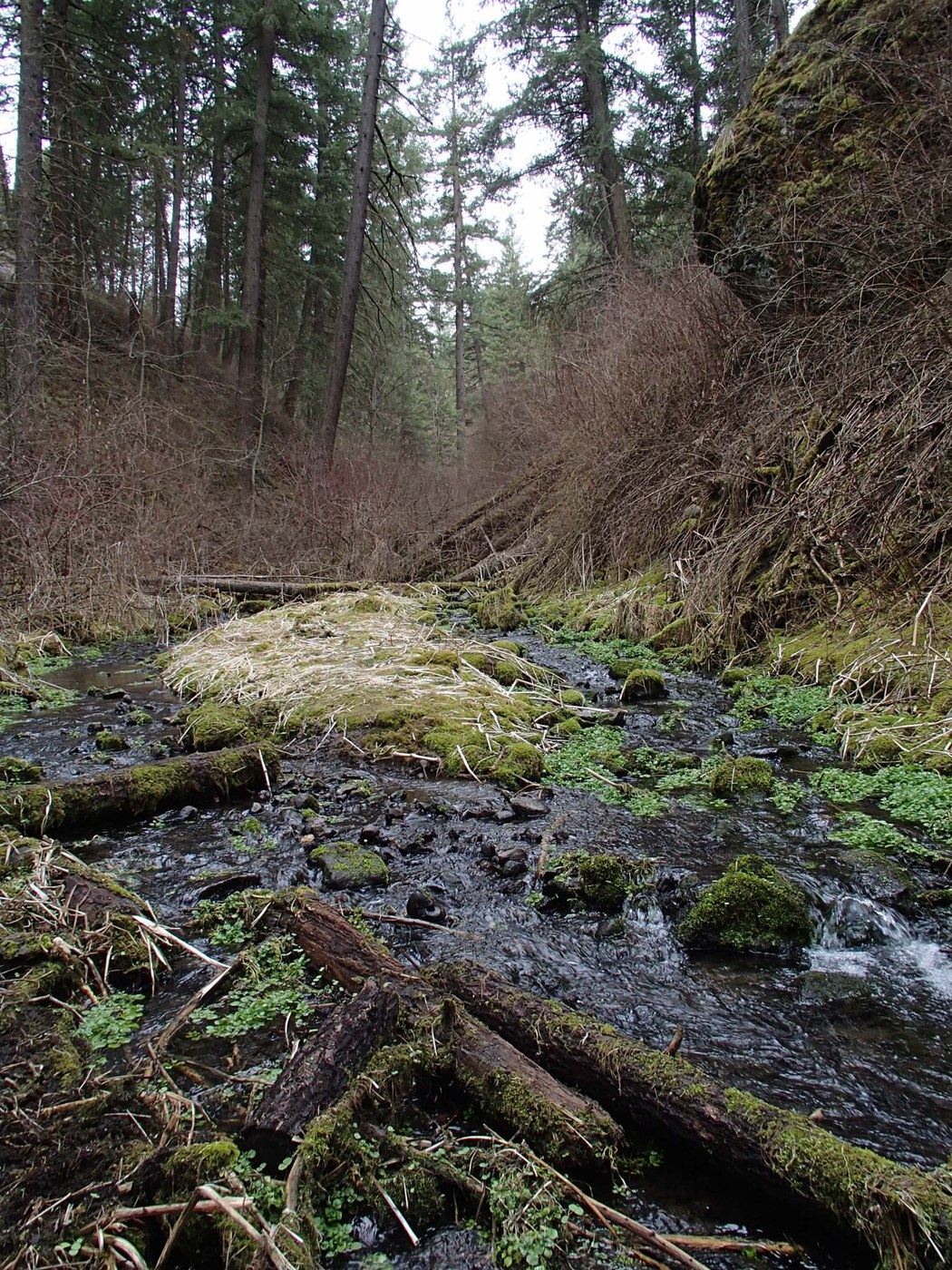 The creek; B.Goebel