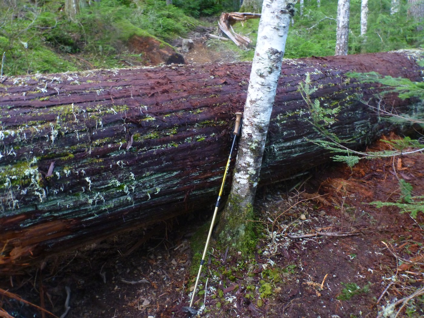 Big tree on trail