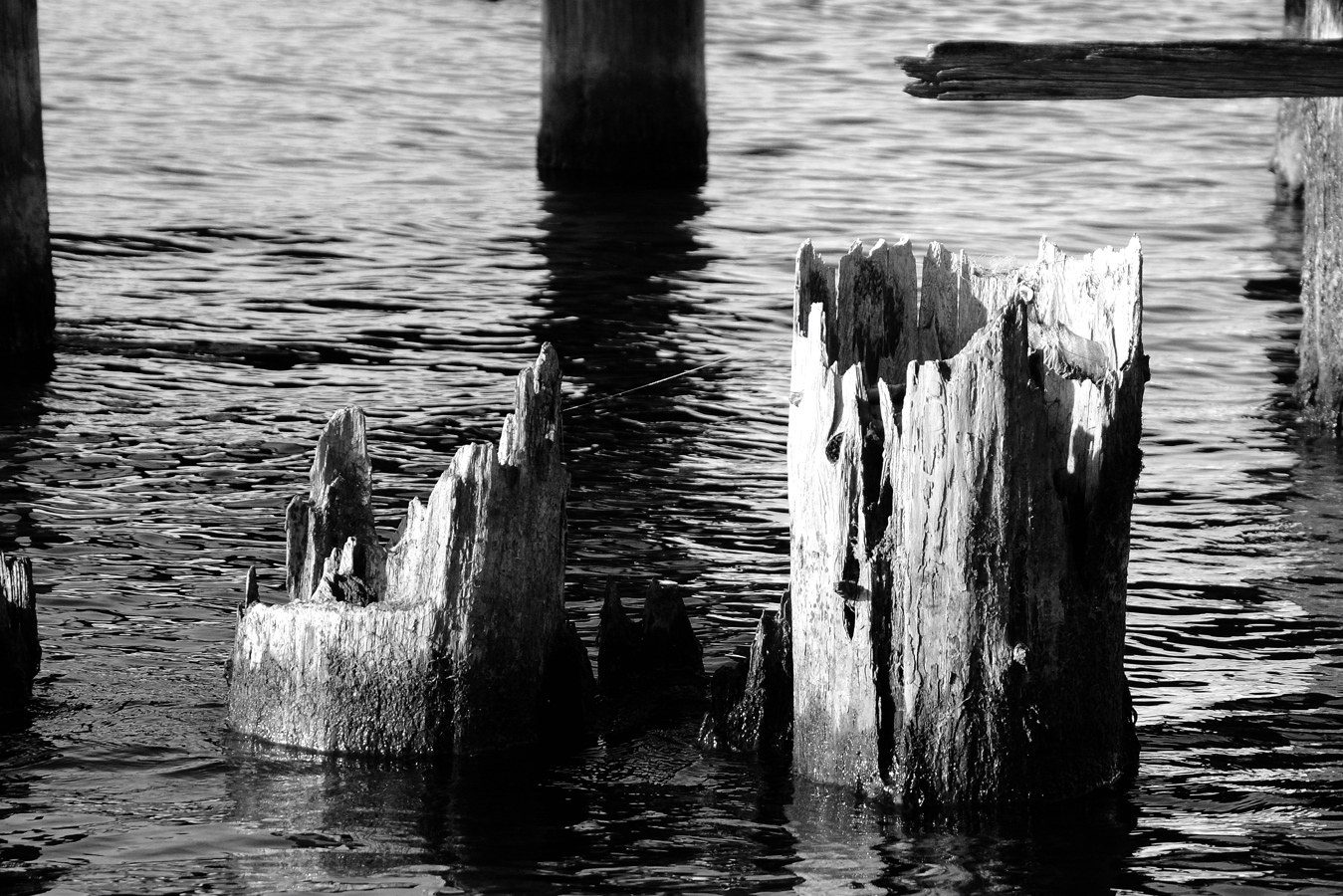 Elderly pilings at lake shore