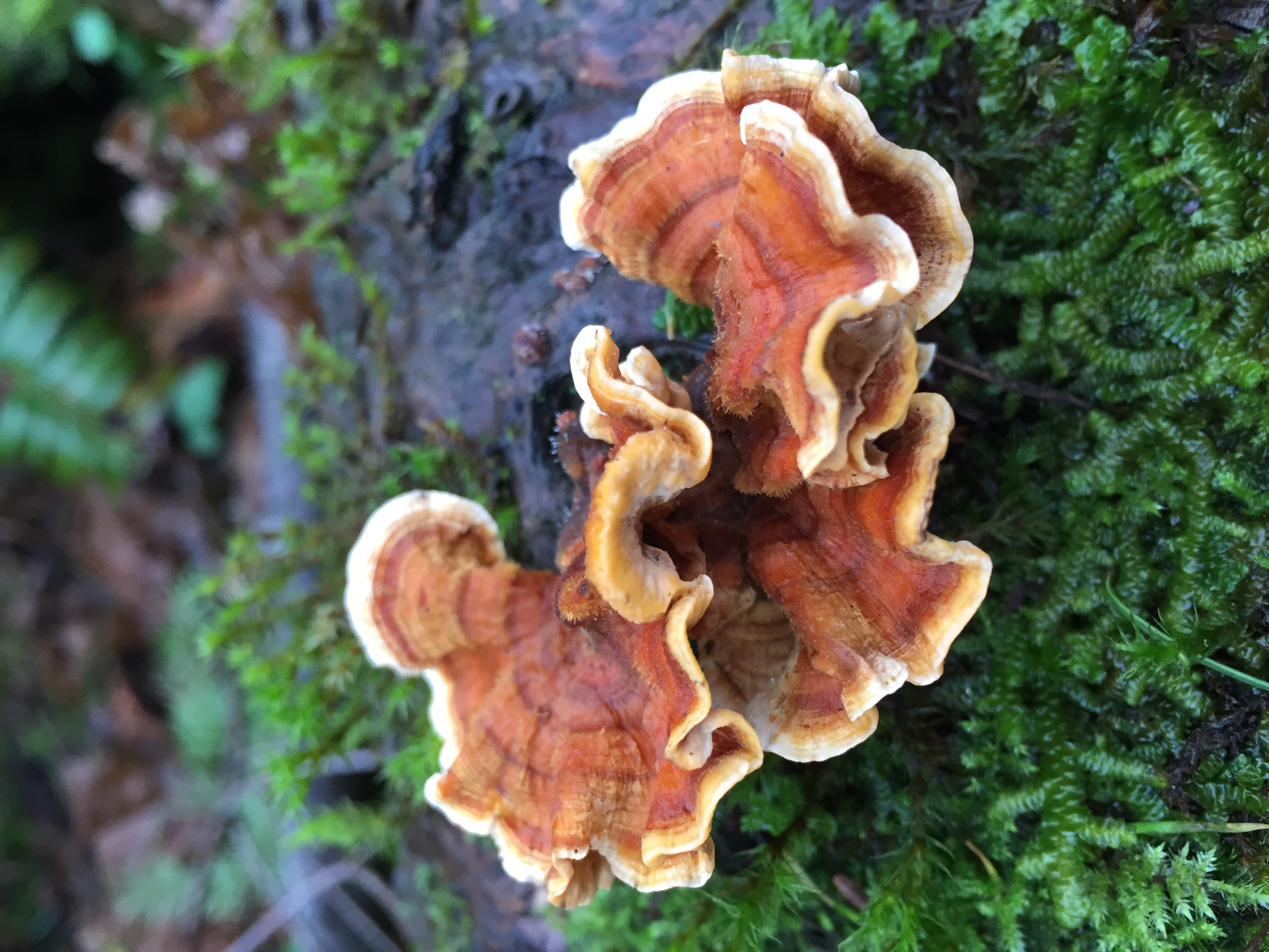 Licorice Fern Trail — Washington Trails Association