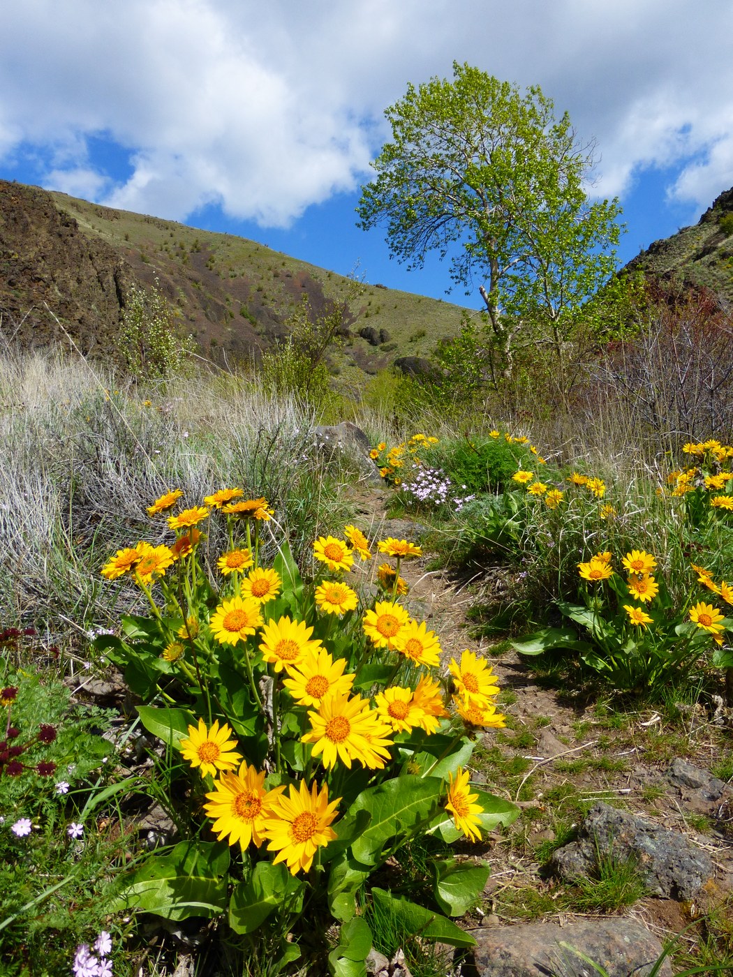 Big wildflowers! c Kim Hull