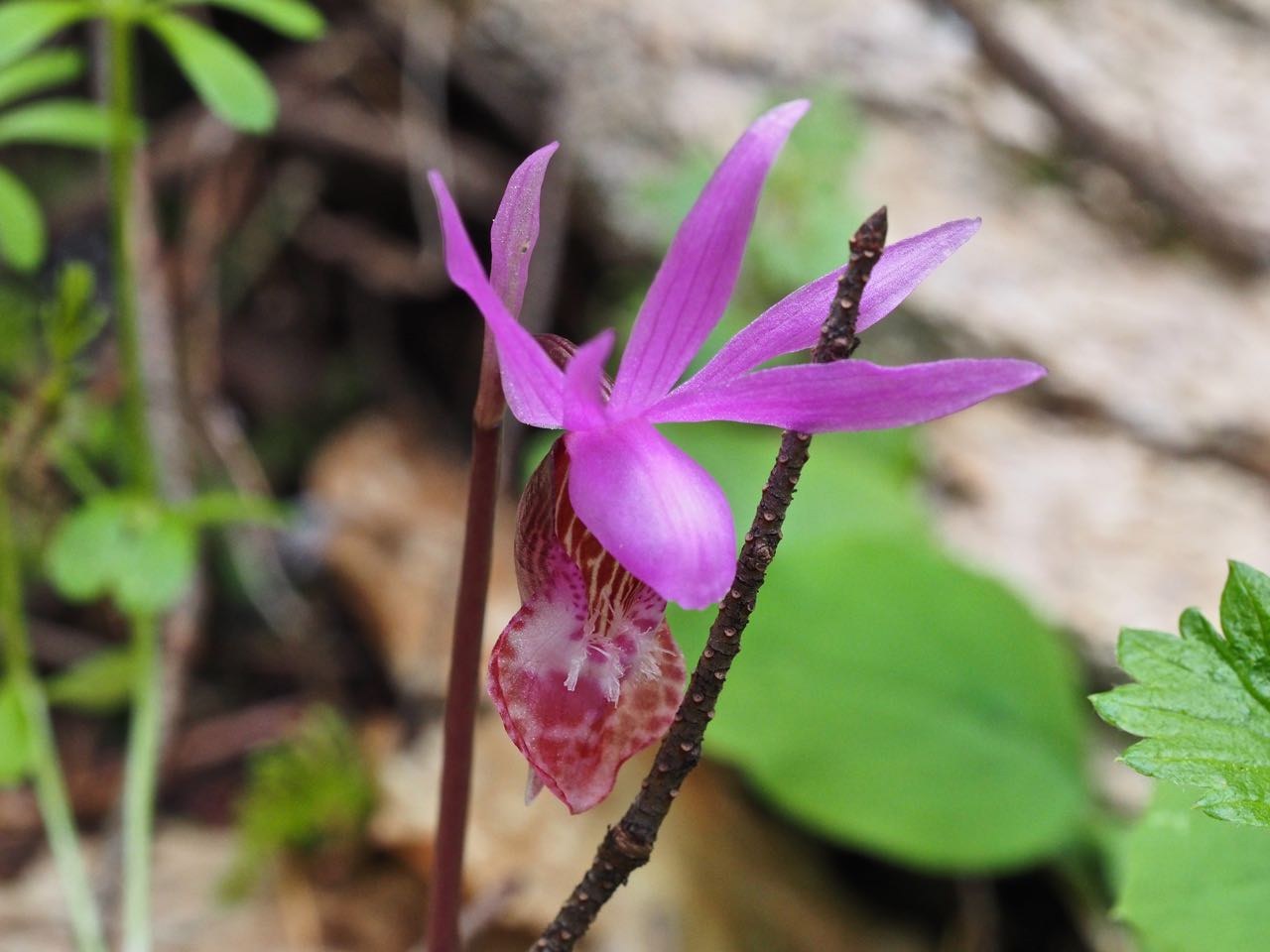 Calypso Orchid