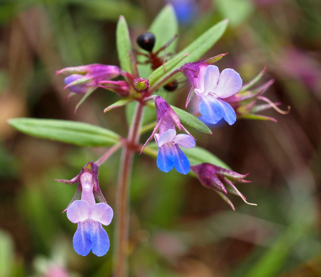 Blue-eyed Mary