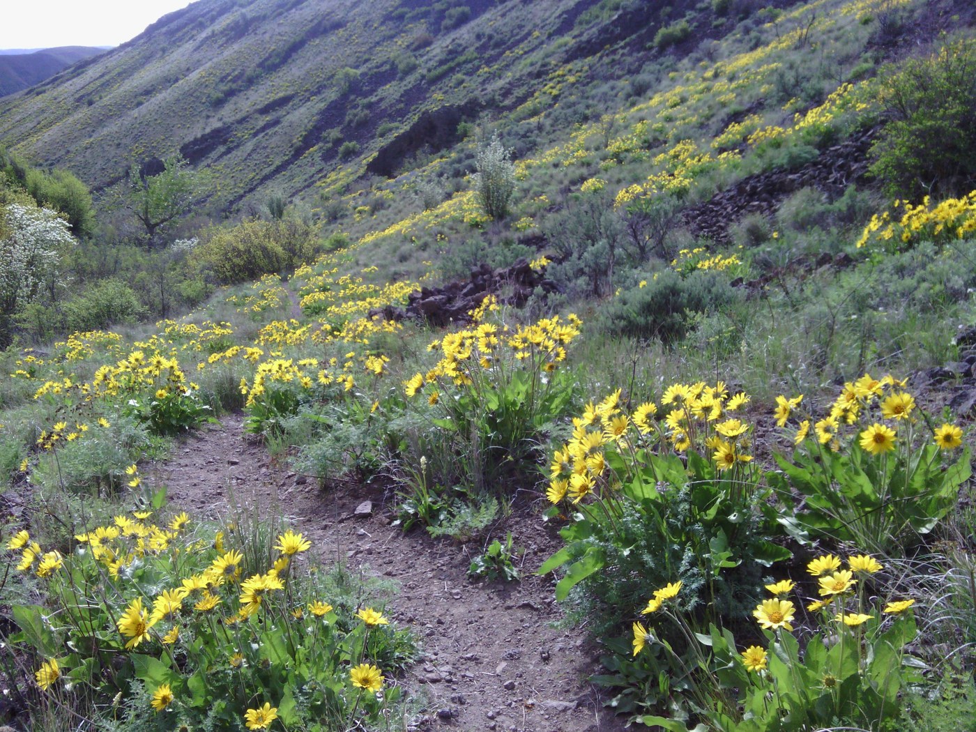 balsamroot