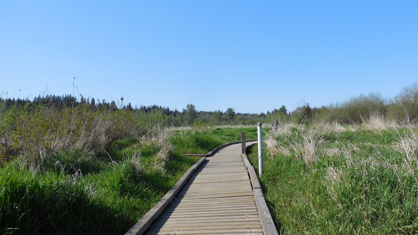 Boardwalk through the marsh