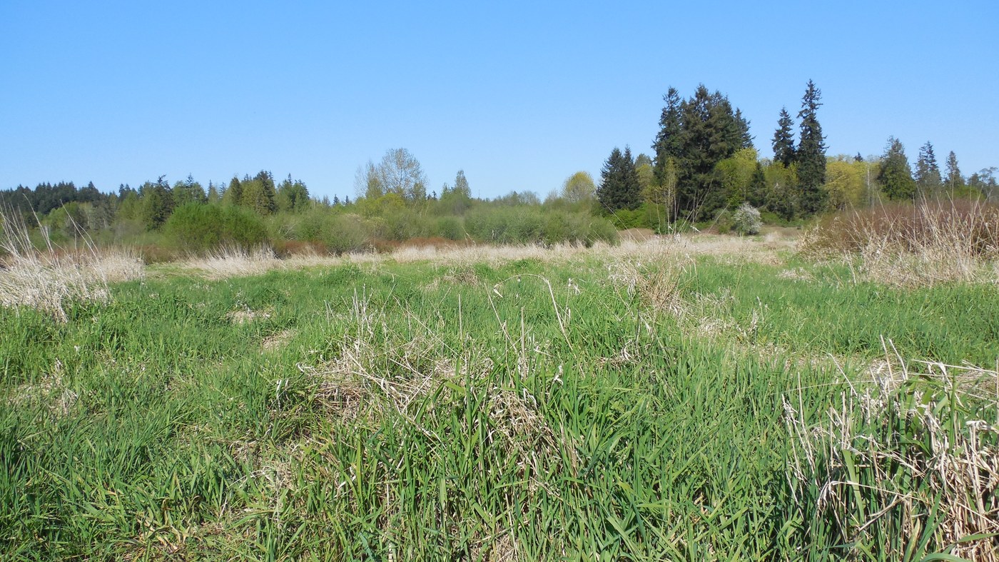 Marshland