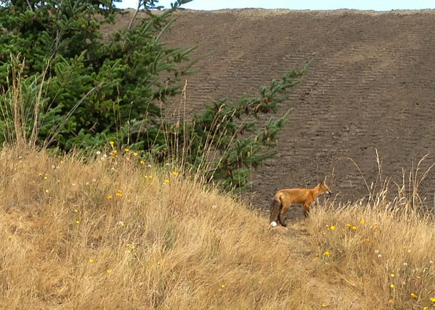 Fox near Cattle Point - – iPhone photo: BillyWan