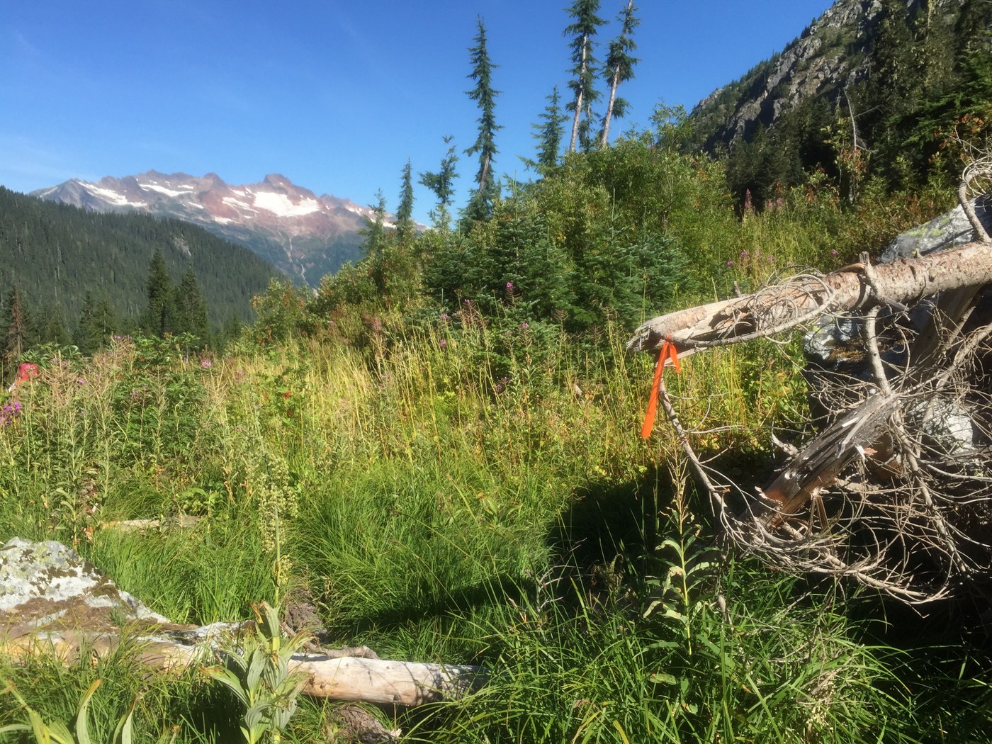 Descenting Bachelor Creek. Nice ribbon. Mt Buckindy in the background.
