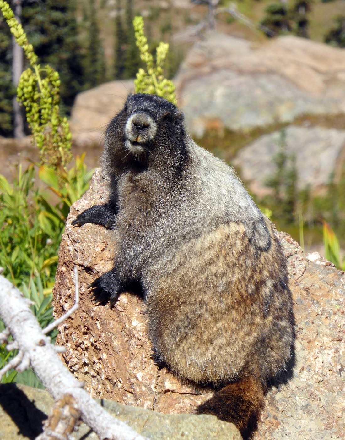 A greeter at Mary's Pass
