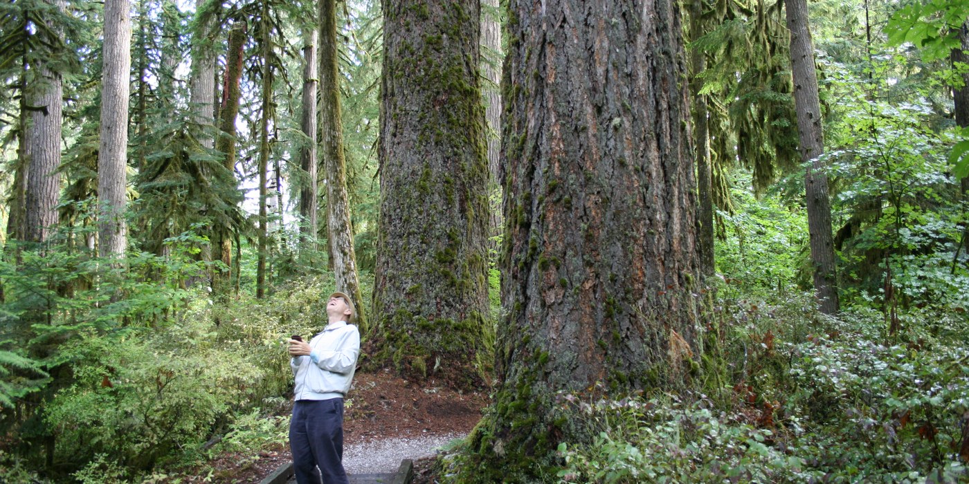 Old growth forest