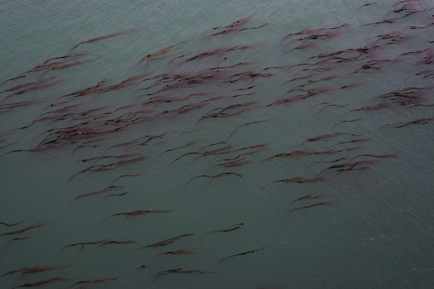 Tons of bull kelp off the Head. Looked a little eerie.