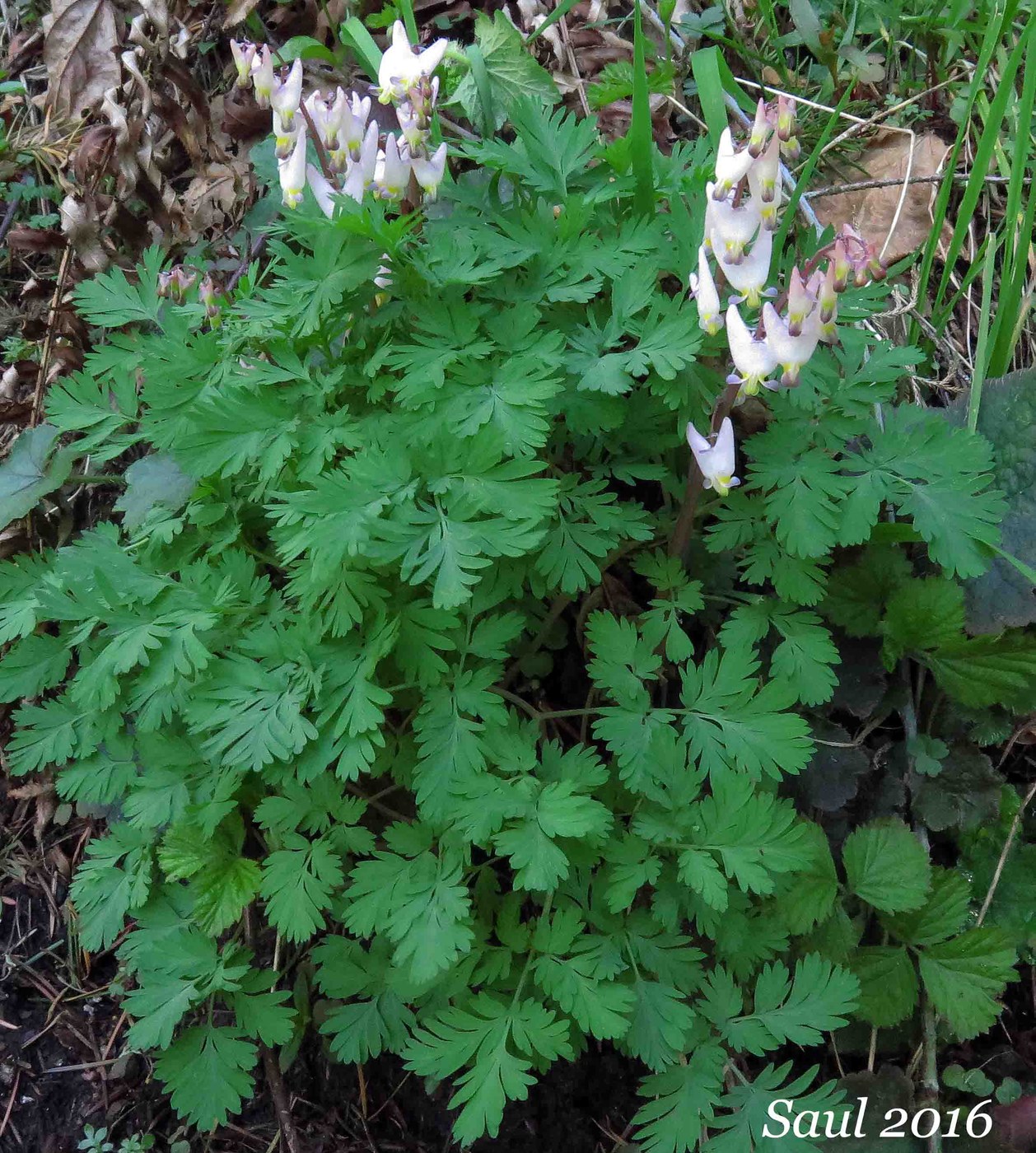 Dutchman's Breeches (Dicentra cucullaria) were only visible at one place along the trail. Photo by Susan Saul