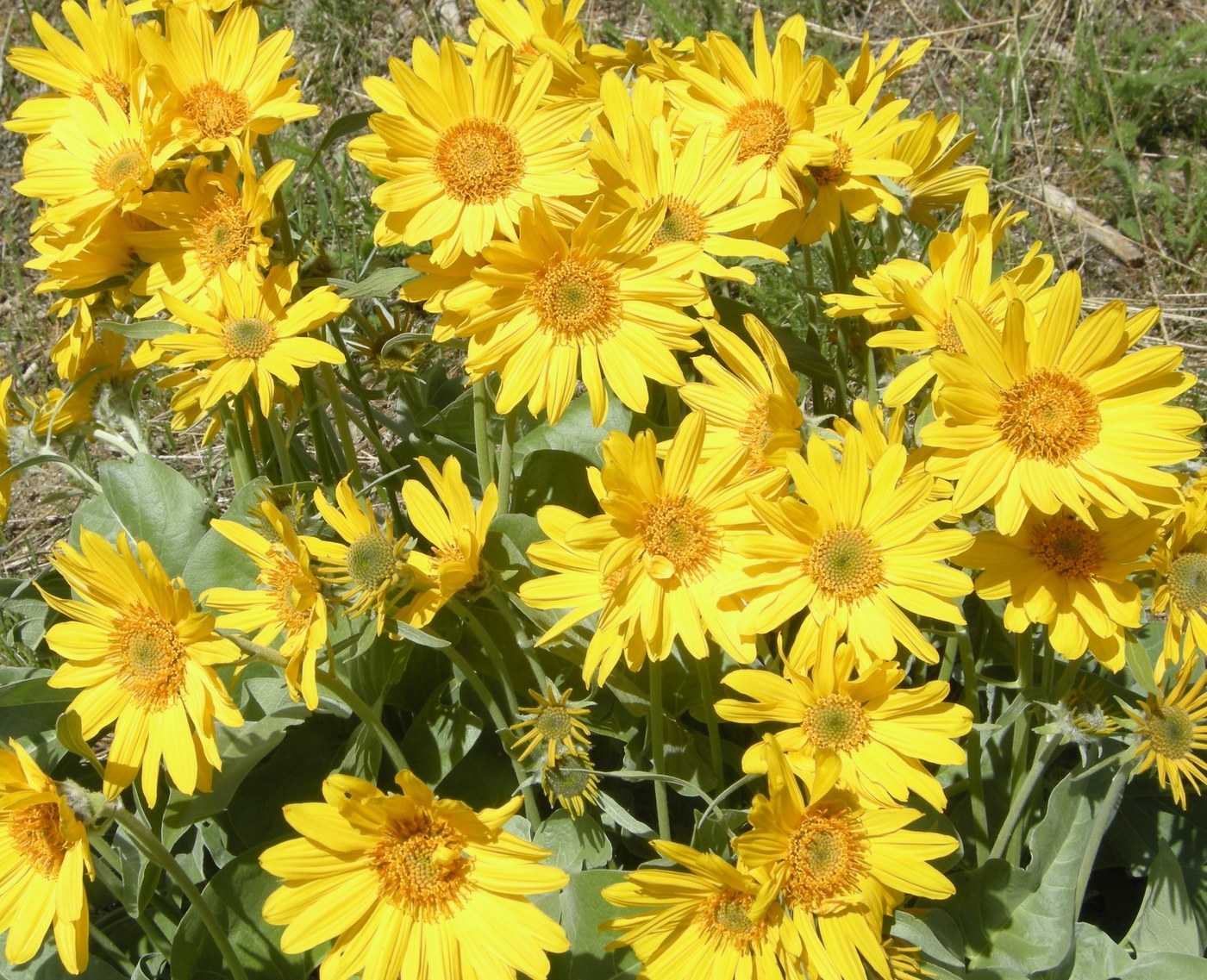 Bold and beautiful balsam root