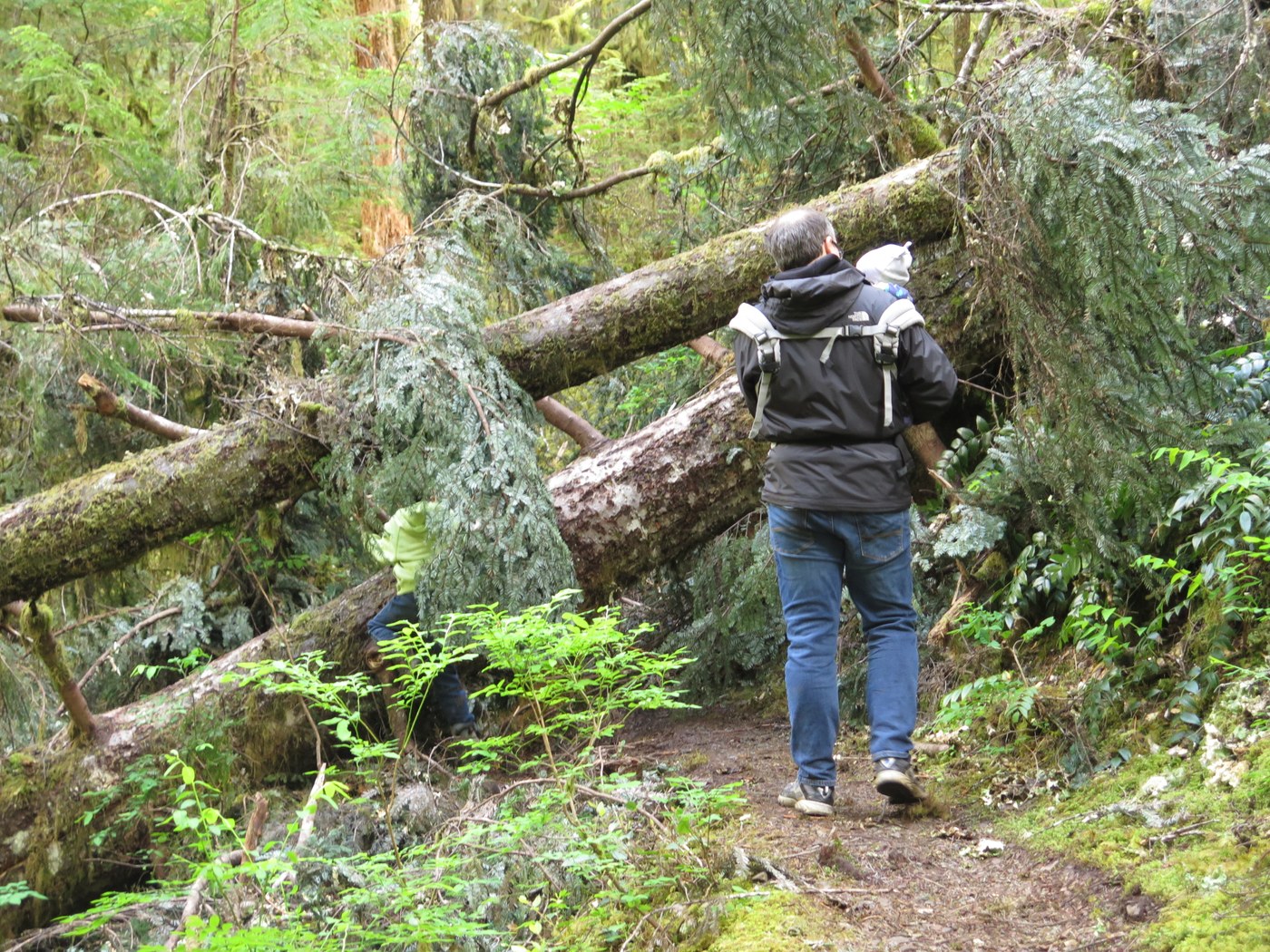 Fallen tree over trail