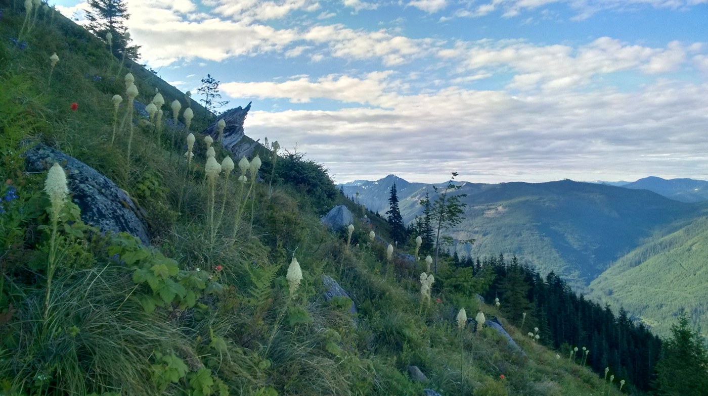 Bear grass in the meadows