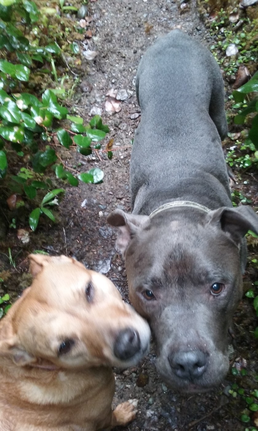 Lucy and Bambam on the trail