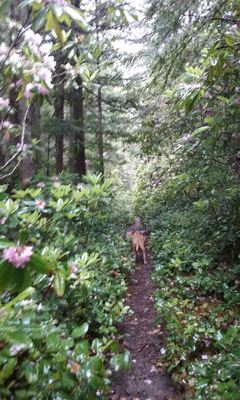 Rambling through rhodies