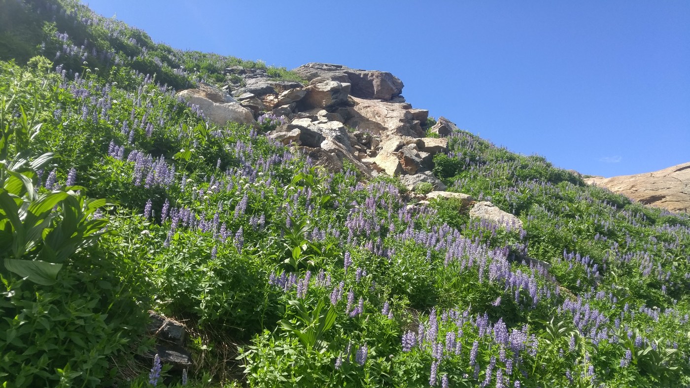 Tons of Lupine around Mary's Pass on our way to Ladies Pass. The views were amazing.