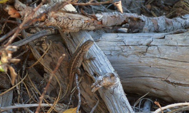 Northern alligator lizard.