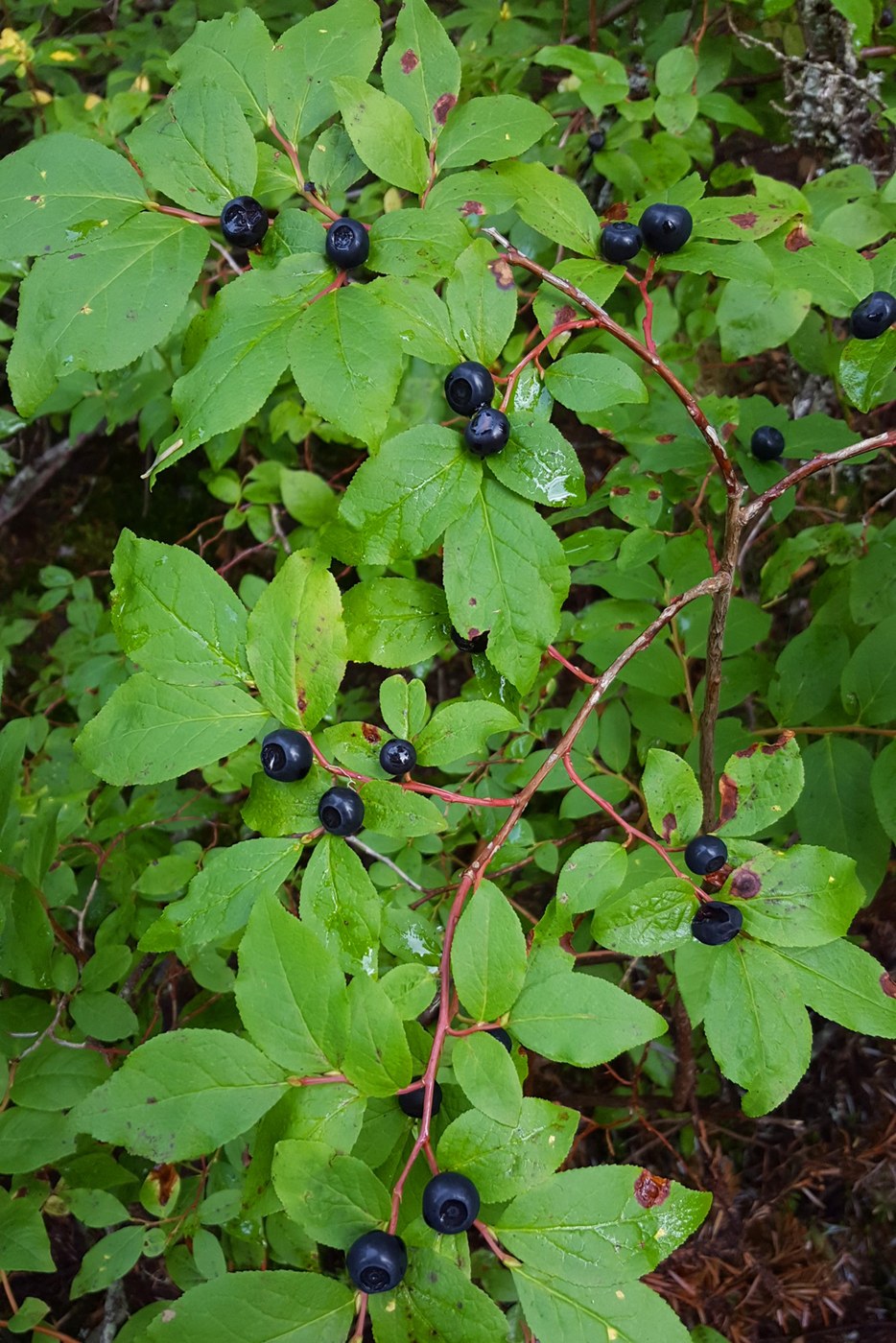 Huckleberry Heaven