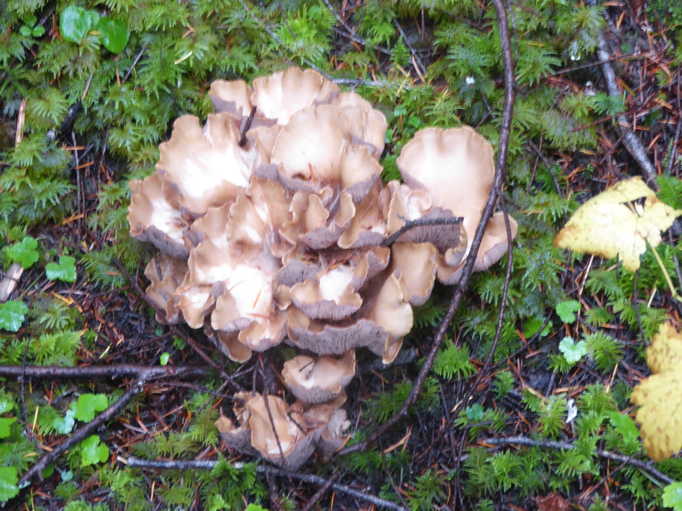 More than 50 varieties of mushrooms