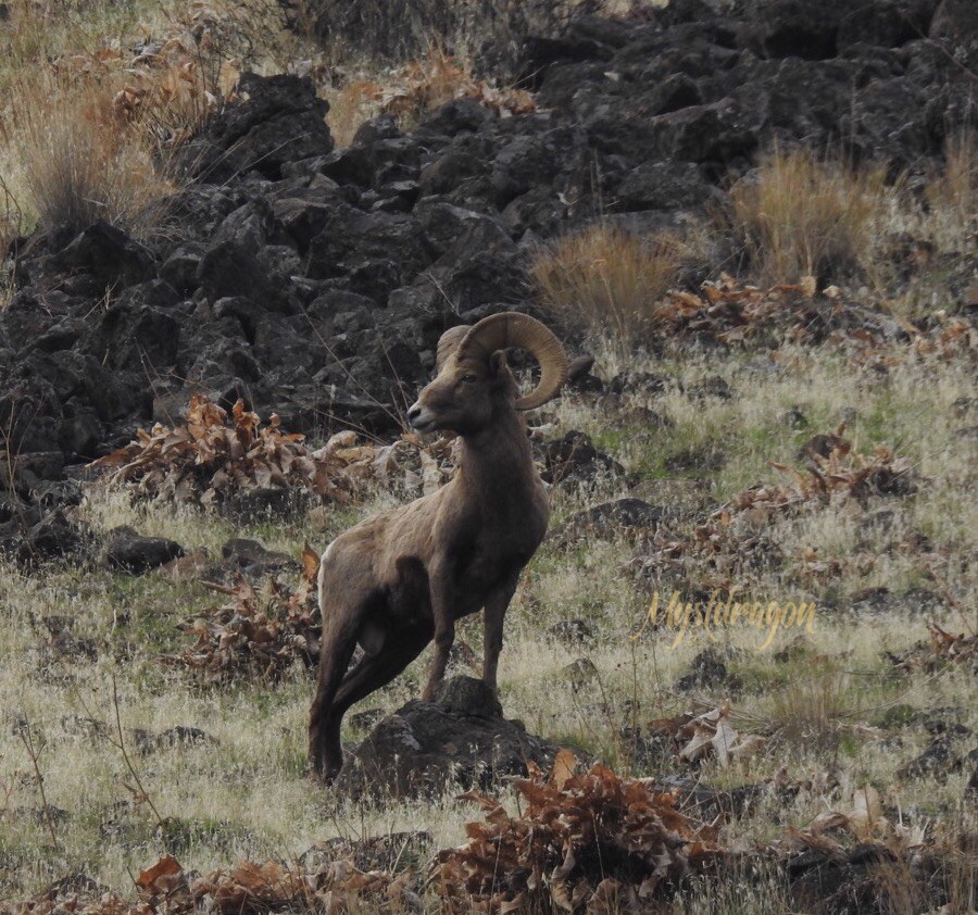 He stands guard watching his flock. Photo by Mystdragon