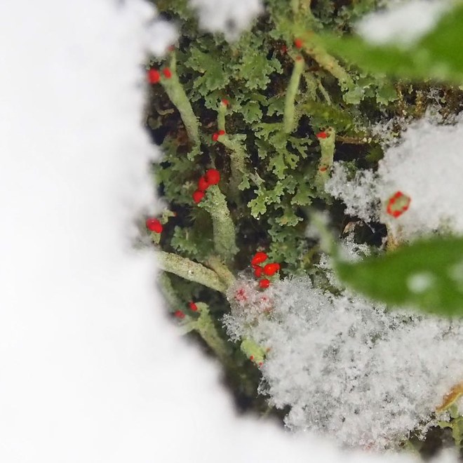 British Soldier Lichen