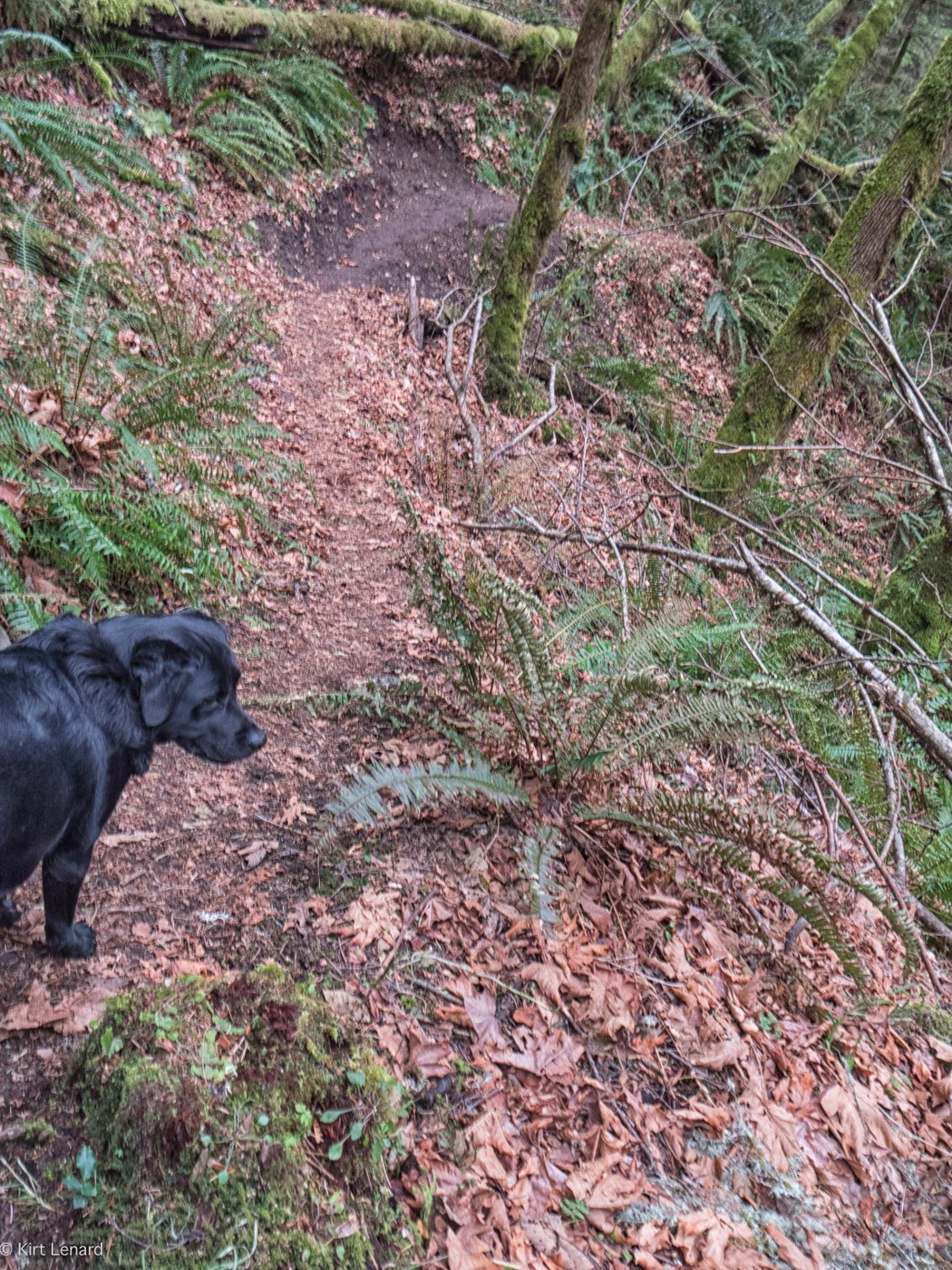 Trail Dog Lucy admires some of the recent trail improvements near Talus Rocks.