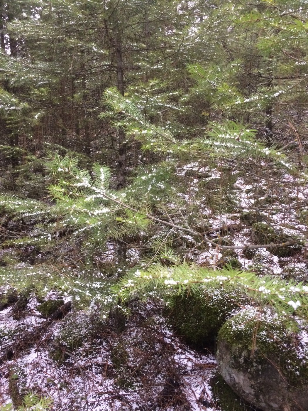 Beginning of the snowfall.