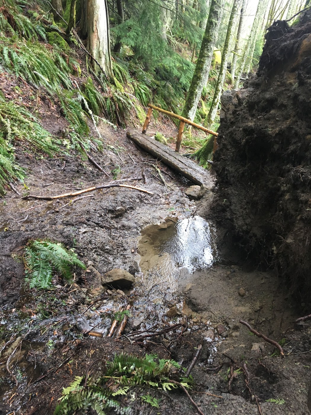 Big ole root ball on the right