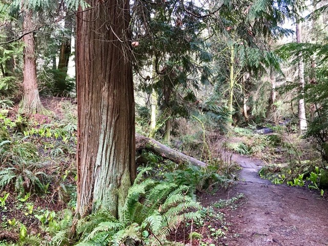 Well maintained trail with humungous old growth trees