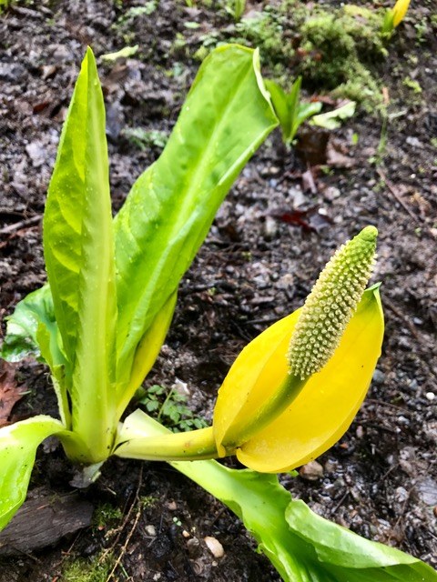 Time of the year for yellow Skunk Cabbage