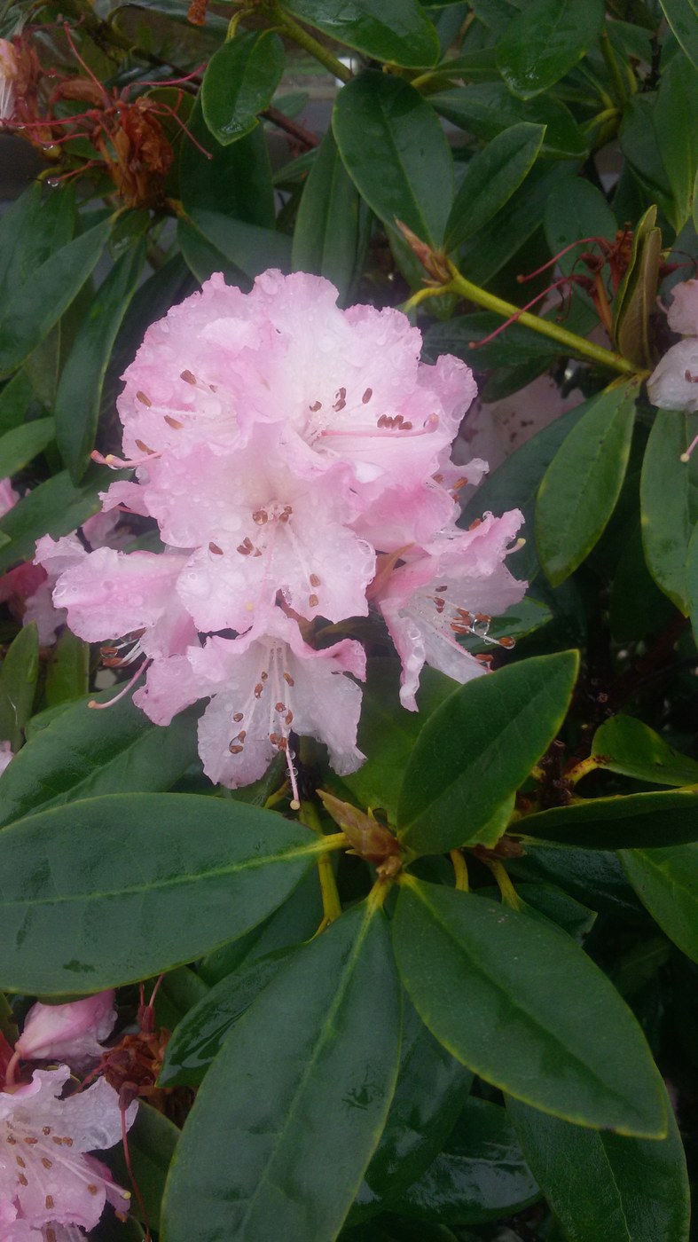 Hooray for the first rhody of the season! At the Makah Museum. Photo by Anna Roth.