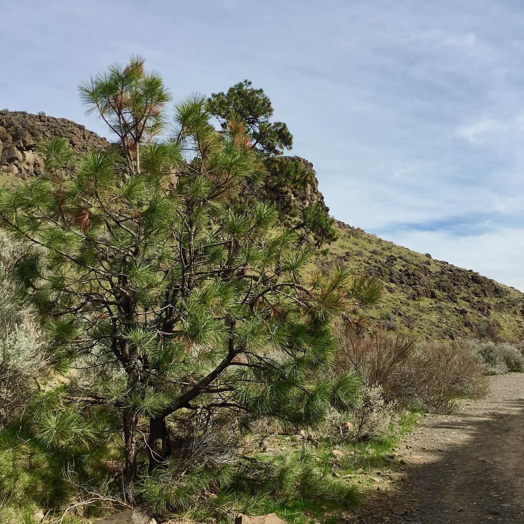 Foilage across the trail