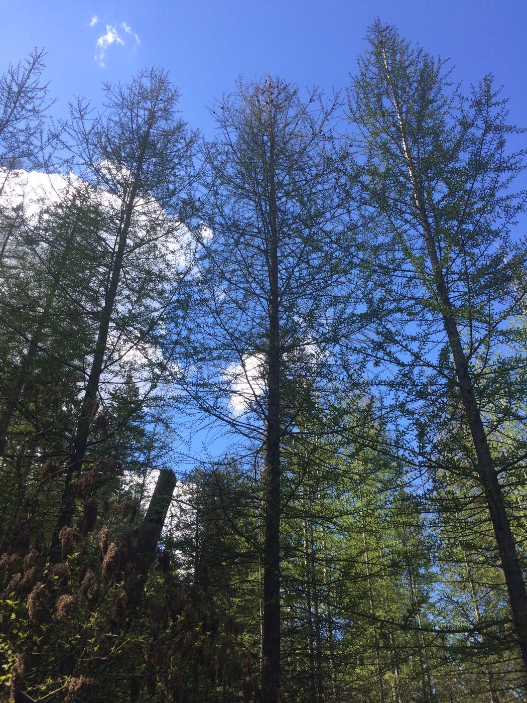 Deciduous conifers leafing out.