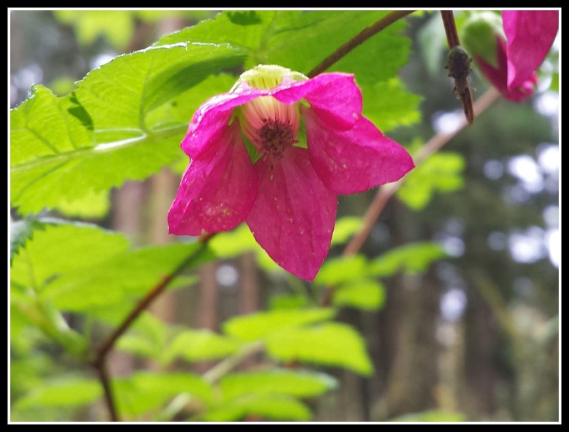 Salmonberry Flower