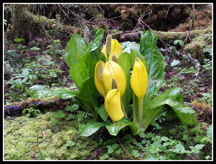 Skunk Cabbage