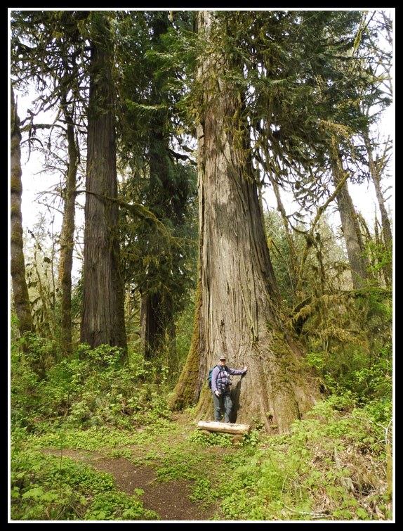 Big Old Growth Cedar