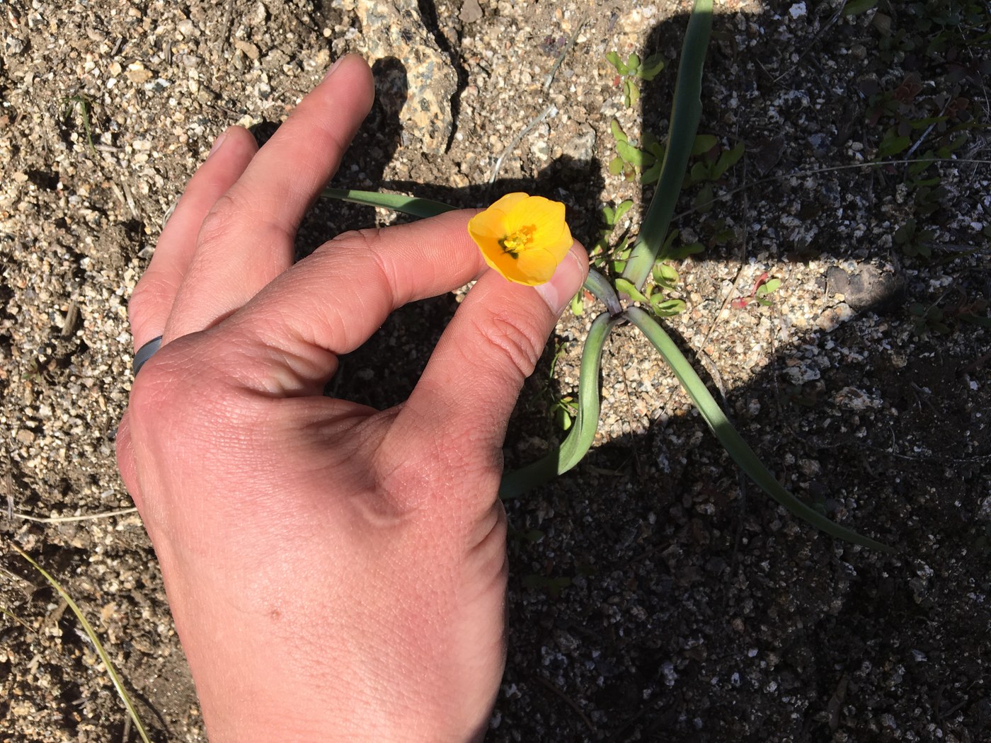 Yellow bell