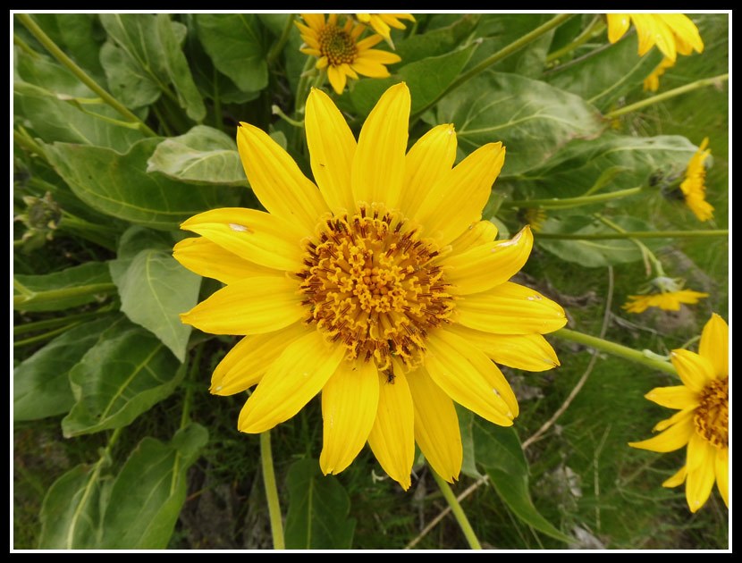 Arrowleaf Balsamroot