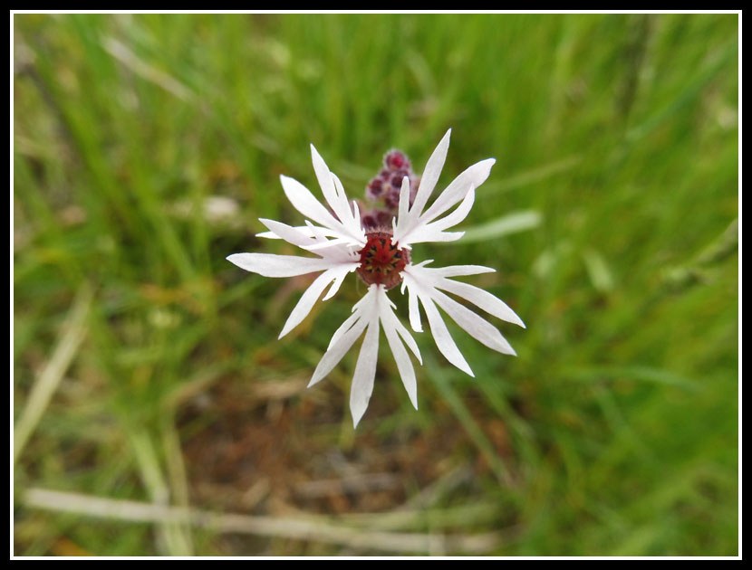 Woodland Star