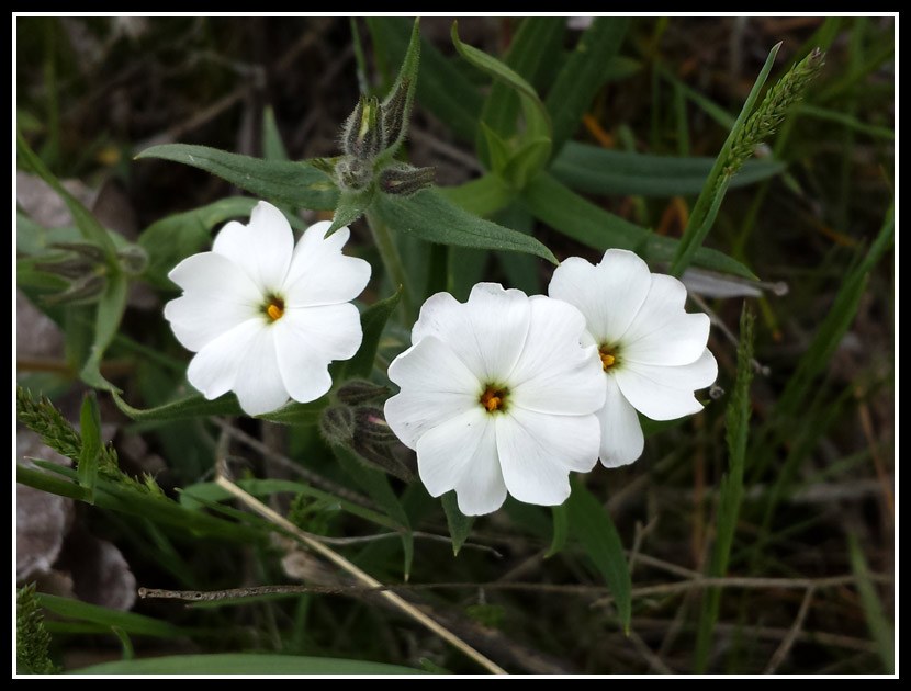 Phlox