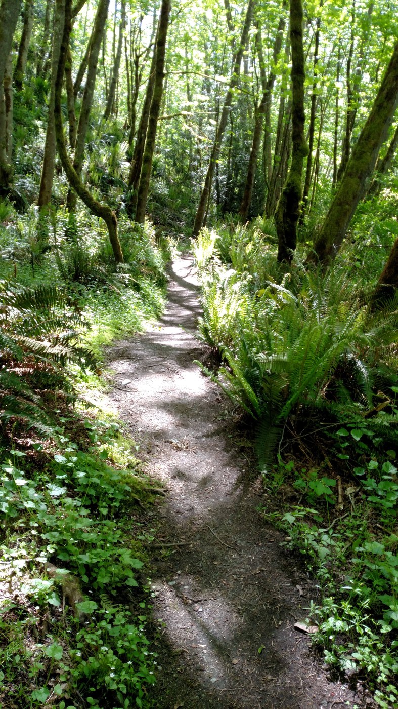 Shinglemill Creek trail