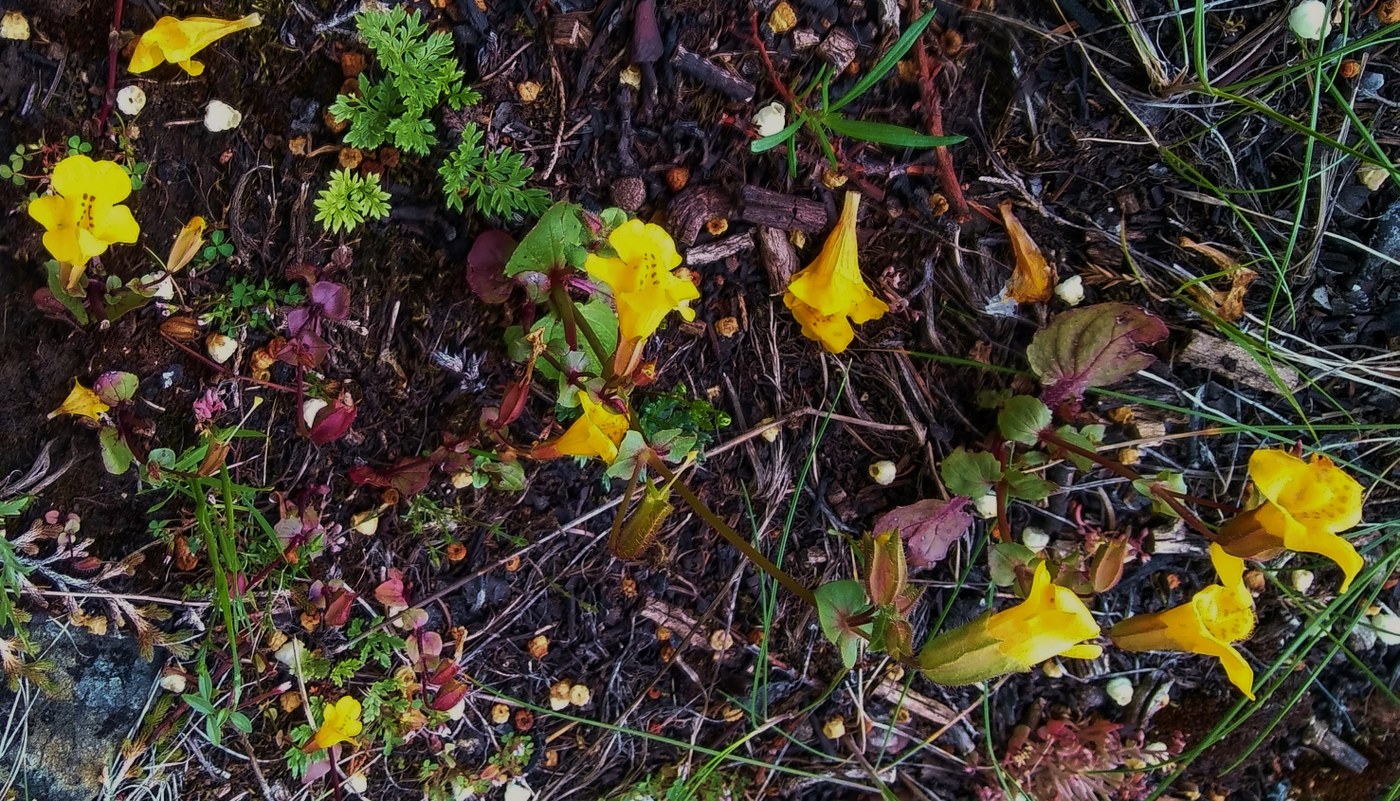 A small patch of monkey flowers. Photo credit @ nwspirit