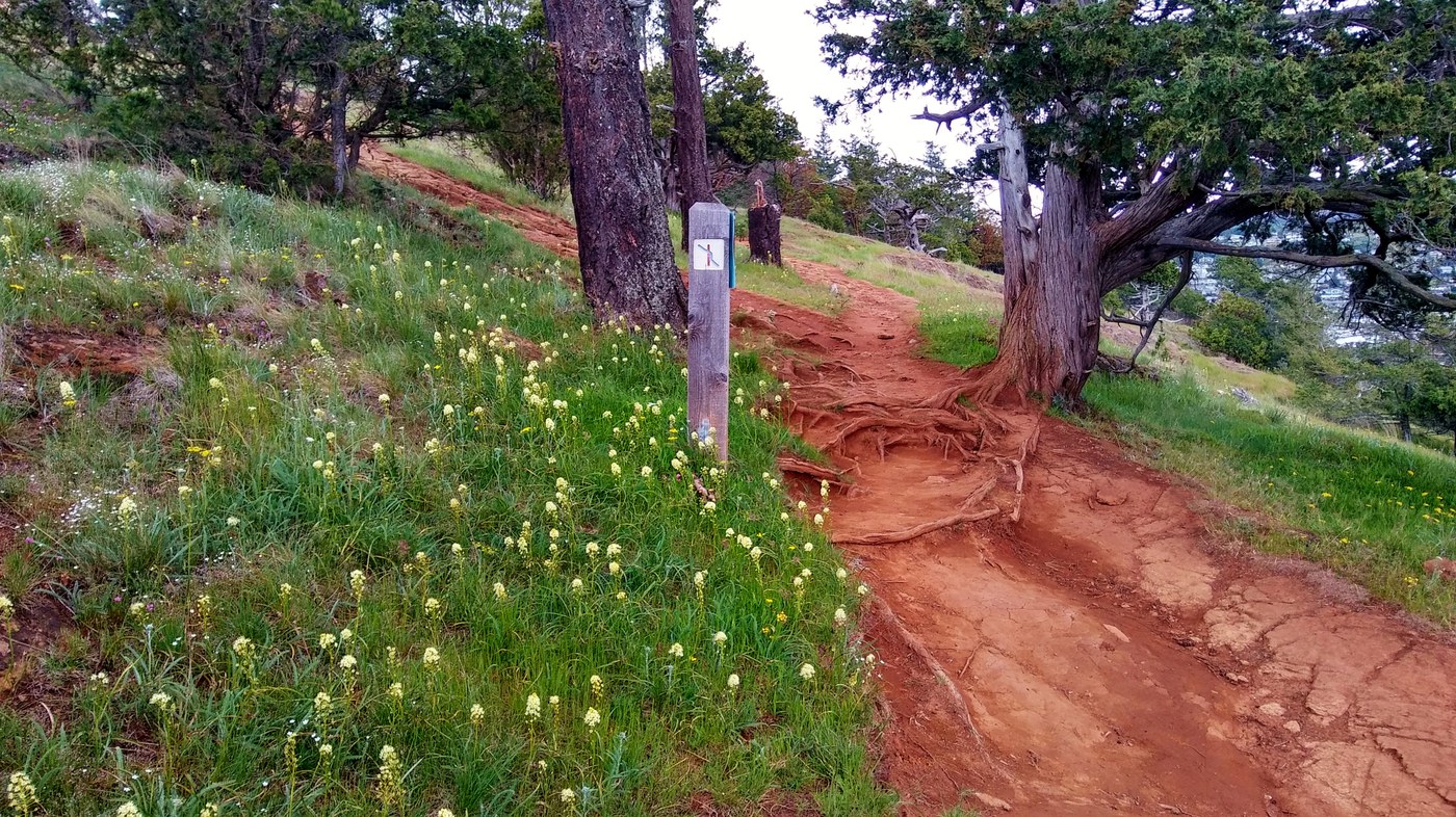 Trail in good condition and more wildflowers still to come. Photo credit @ nwspirit