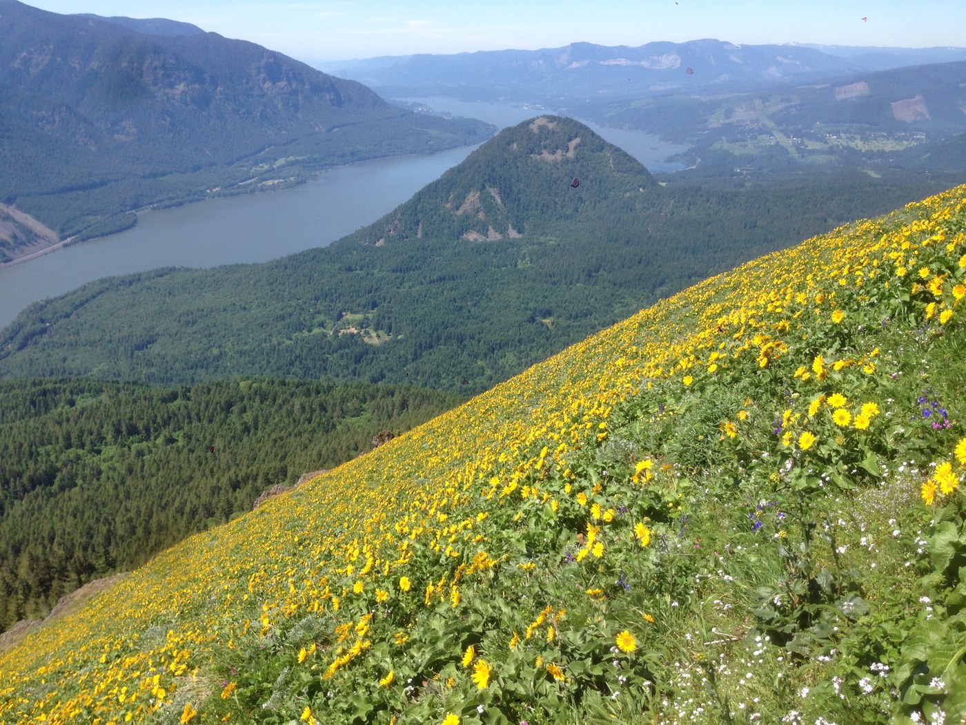 Dog Mountain by bcbuck