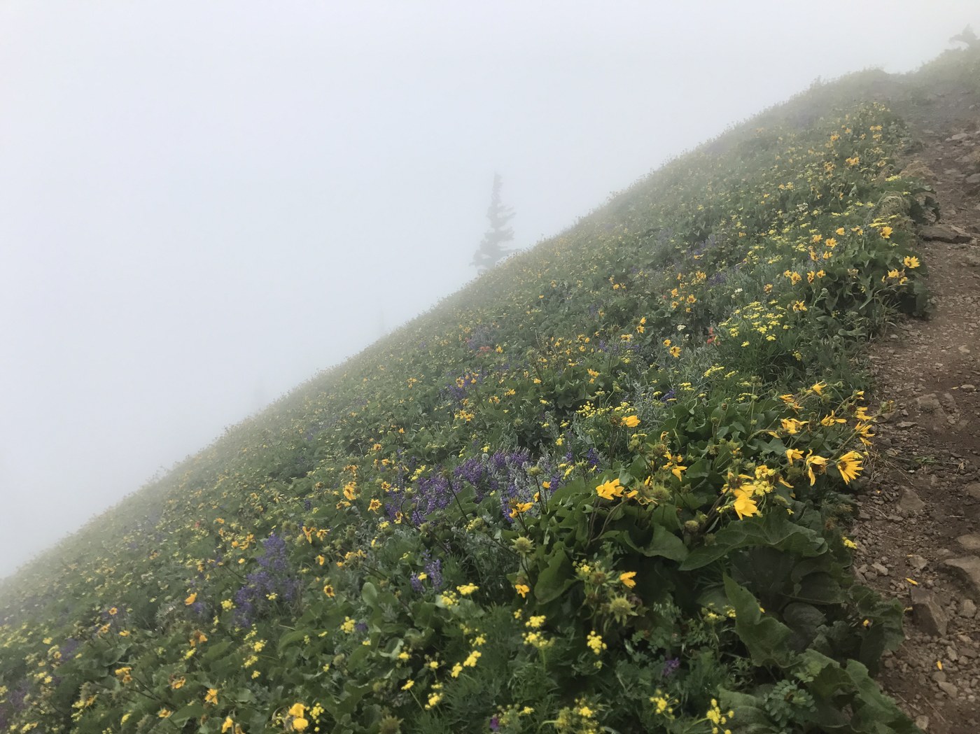Dog Mountain by EraSeek
